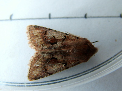 Hebrew Character